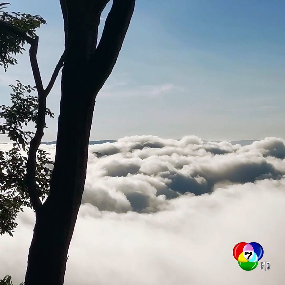 https://cdni-cf.ch7.com/i/images/2020/07/25/5f1bb96c4397c2.38569132.jpg