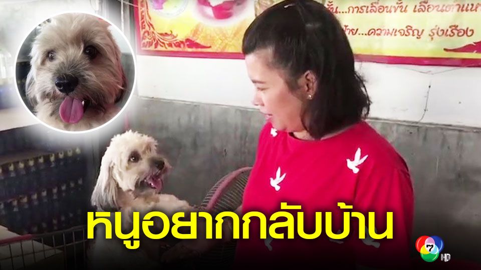 ข าวประกาศตามหาเจ าของส น ขพ ดเด ล