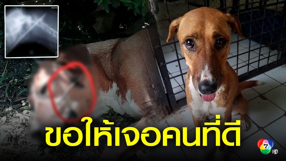 ข าวน าสงสาร วอนหาบ านให น องหมา ถ กคนใจร ายใช ฉมวกย ง