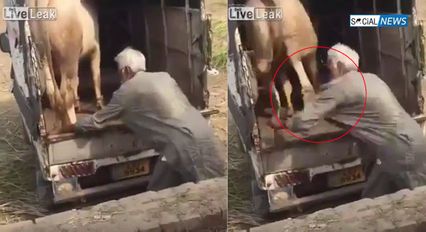 นาทีระทึก! ชายอินเดียถูกวัวเตะเข้าที่หน้าอก ไม่คาดคิดรุนแรงถึงขั้นเสียชีวิต