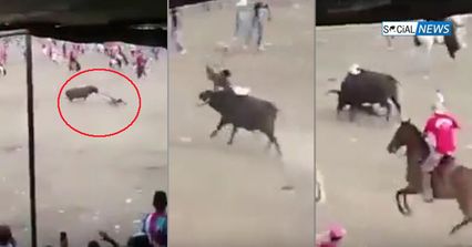 คนดูช็อค!  มาทาดอร์หนุ่มพลาด ถูกกระทิงไล่ขวิด ใช้เขาแหลมแทงร่างจบชีวิต  