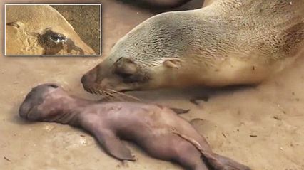 สลด แม่สิงโตทะเล ร้องครวญน้ำตาไหลพราก พยายามปลุกศพลูกให้ฟื้น