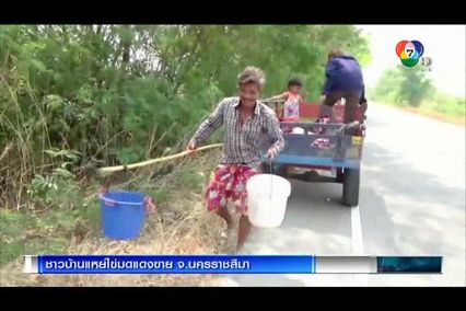 พลิกวิกฤตเป็นโอกาส ชาวบ้านพาลูกหลานแหย่ไข่มดแดงขาย จ.นครราชสีมา