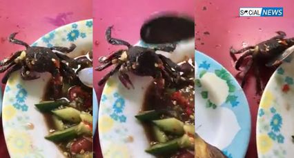 แชร์ว่อน! คลิปปูดองตัวเป็นๆ ไต่ออกมาจากเมนูตำแตง ชาวเน็ตสงสัยรอดชีวิตได้ไง