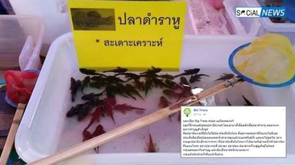 เตือนทำบุญได้บาป! ผู้ค้าจับปลาซัคเกอร์ ตั้งชื่อเป็นปลาดำราหู หลอกสะเดาะเคราะห์